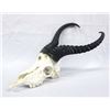 Image 2 : South African Male Springbok Skull