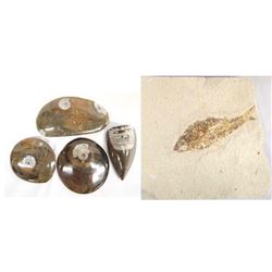 Collection of 5 Fossil Specimens