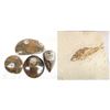 Image 1 : Collection of 5 Fossil Specimens
