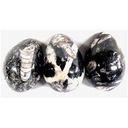 3 Egg Shaped Orthoceras Fossils