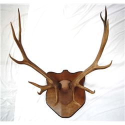Large Elk Horn Mount MUST BE PICKED UP