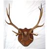 Image 2 : Large Elk Horn Mount MUST BE PICKED UP