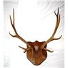 Image 3 : Large Elk Horn Mount MUST BE PICKED UP