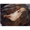 Image 8 : Falling Skies Charred Skitter Movie Props