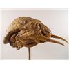 Image 2 : Falling Skies Skitter Head Movie Props