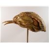 Image 3 : Falling Skies Skitter Head Movie Props