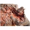 Image 3 : Falling Skies Burnt One-Armed Skitter Movie Prop