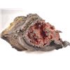 Image 8 : Falling Skies Burnt One-Armed Skitter Movie Prop