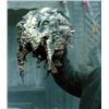 Image 5 : Falling Skies Severed Black Hornet Head Movie Props