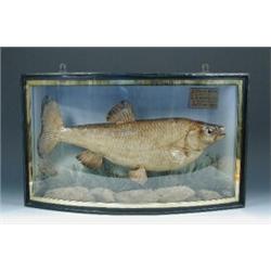 A Chub of 4lb 4oz taken at Shrewsbury on 26th October 1924, no trade label, in glass bowfront case..