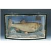 Image 1 : A Chub of 4lb 4oz taken at Shrewsbury on 26th October 1924, no trade label, in glass bowfront case..