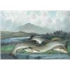 Image 1 : James B Russell (exh. 1887) Salmon and Brown Trout, oils on board, signed, 25.5 x 36cm, a pair (2)..