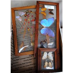 4 FRAMED BUTTER FLY SPECIMENS IN GLASS