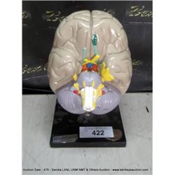 1957 JF MUELLER BRAIN
