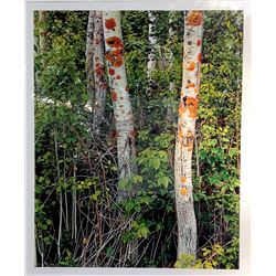 Eliot Porter, Poplars with Lichens, Color Photograph