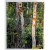 Image 1 : Eliot Porter, Poplars with Lichens, Color Photograph