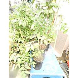 LIVING TOMATO PLANT