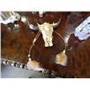 Image 1 : NATIVE BROWN CARVING OF HORNS - HORSE