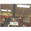 Image 2 : ELK HORNS - WITH PLAQUE (CC # AND SHELL)