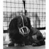 Image 1 : HUBERT KÖNEN 3 SW-Fotografien, Mädchenbildnis; als Schornsteinfeger verkleideter Junge; Dac...