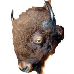 Buffalo Shoulder Mount. Mounted in the 19th century taxidermist style - but not that old. Estimat…