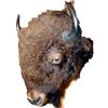 Image 1 : Buffalo Shoulder Mount. Mounted in the 19th century taxidermist style - but not that old. Estimat…