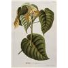 Image 1 : TREW, Christoph Jacob; VOGEL, Benedict Christ...