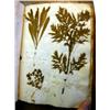 Image 1 : Authentique herbier du XVIIe s. In-4°. Plein...