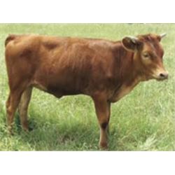 Donation: Jumpin For Joy