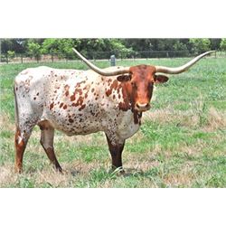 RRR Miss Gypsy Slam 939