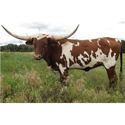 Xcaliber Sue Cowgirl