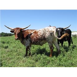 Red Lace Gowgirl CPL