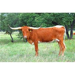 SR Madden’s Regina 231