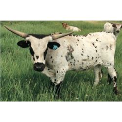 Hunts Miss Bold Respect