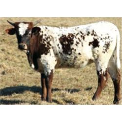 Donation: HL Foxy Beauty