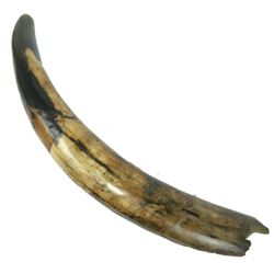Fossilized Mastodon Tusk