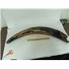 Image 3 : Fossilized Mastodon Tusk
