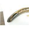 Image 4 : Fossilized Mastodon Tusk
