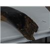 Image 5 : Fossilized Mastodon Tusk