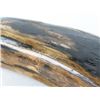 Image 6 : Fossilized Mastodon Tusk