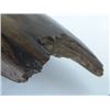 Image 7 : Fossilized Mastodon Tusk