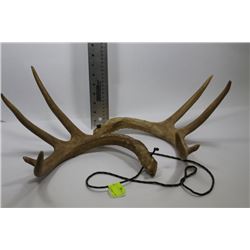 SET OF BUCK ANTLERS