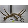 Image 1 : SET OF BUCK ANTLERS