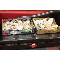 FLAT OF ASST. SEASHELLS & CORAL X2