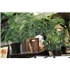 Image 1 : SHOWHOME ARTIFICIAL FERNS X3