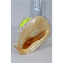 CONCH SEASHELL