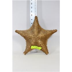 STARFISH SEASHELL