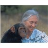 Image 2 : Jane Goodall
