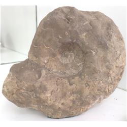 Fossil Ammonite