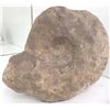 Image 1 : Fossil Ammonite